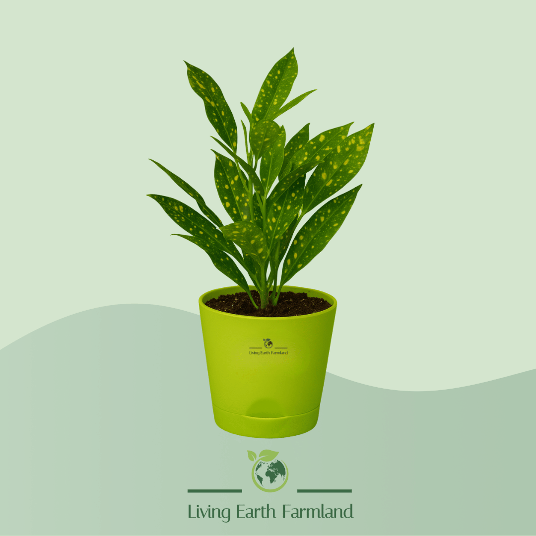 Croton Gold Dust Plant