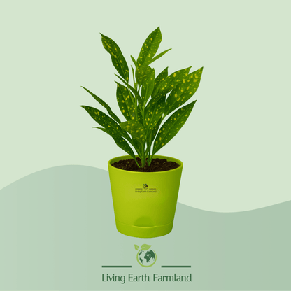 Croton Gold Dust Plant