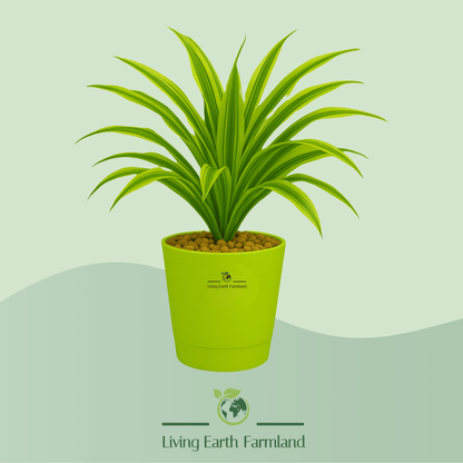 Dracaena Plant