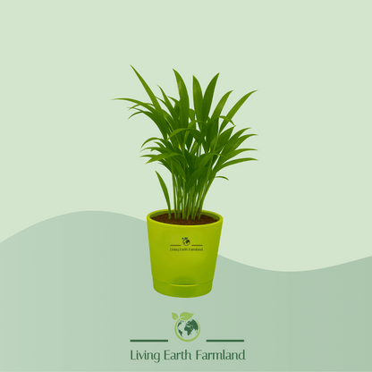 Areca Palm Plant