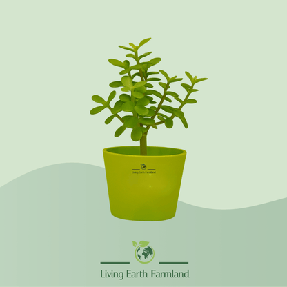 Jade Plant (Green) - Succulent Plant