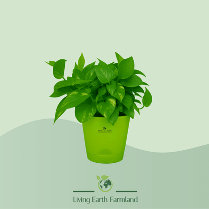 Broad Leaf Money Plant