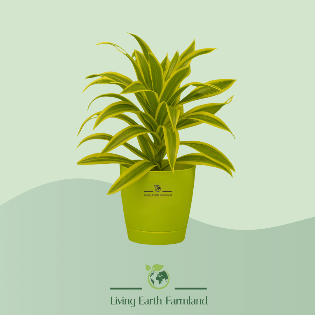 Song of India Plant