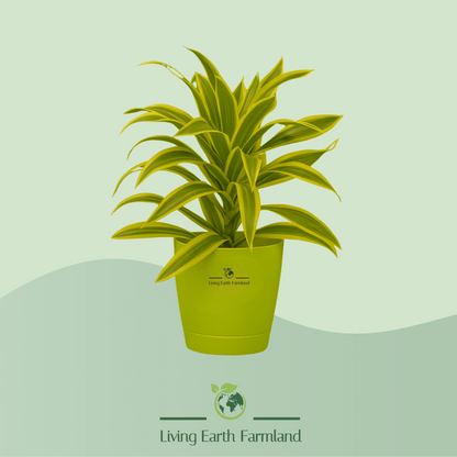 Song of India Plant