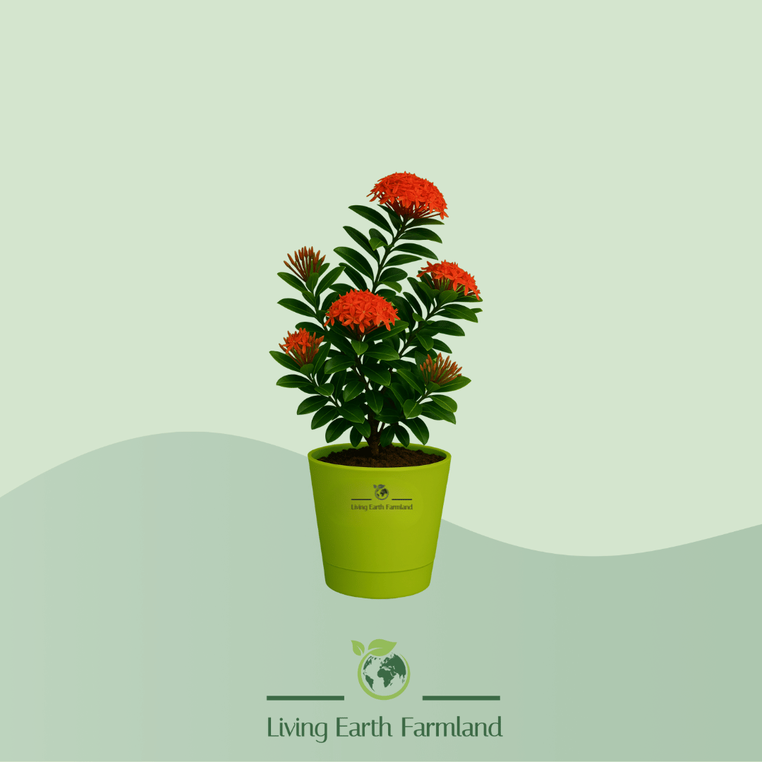 Jungle Geranium Plant