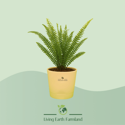 Boston Fern Plant