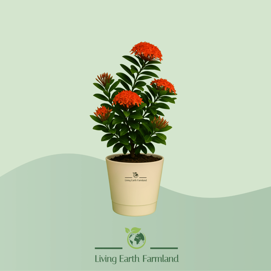 Jungle Geranium Plant