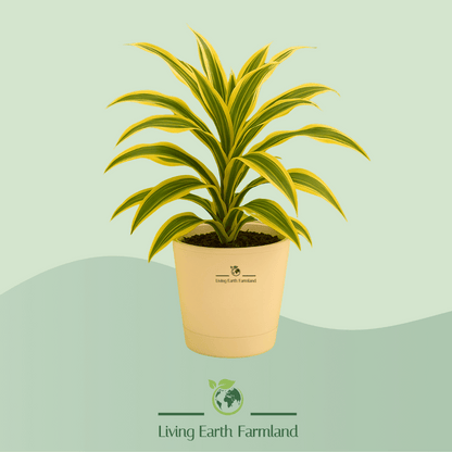 Song of India Plant