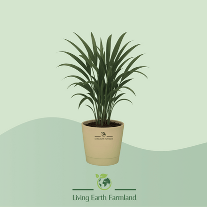 Areca Palm Plant