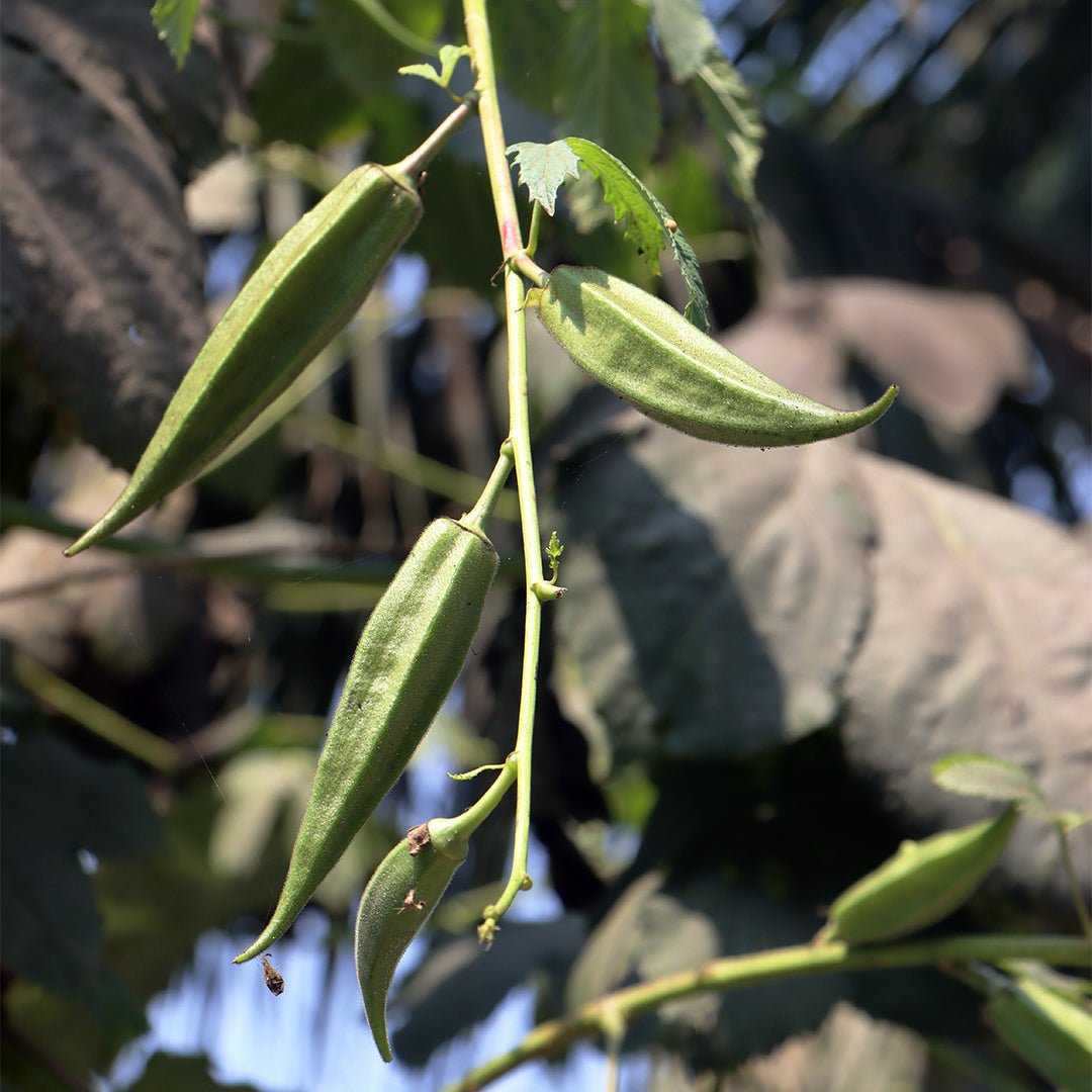Lady Finger (1 Kg)