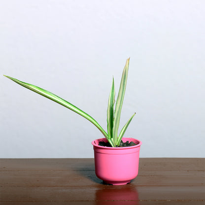 Dragon Plant