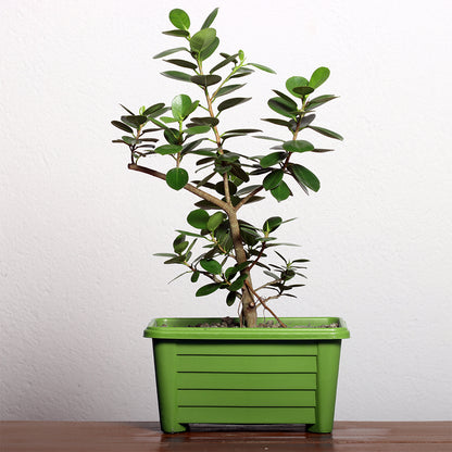Malayan Banyan Bonsai Plant