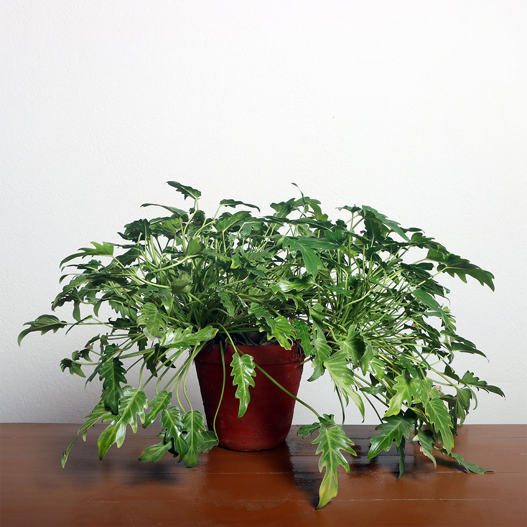 Philodendron Xanadu Plant