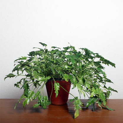 Philodendron Xanadu Plant