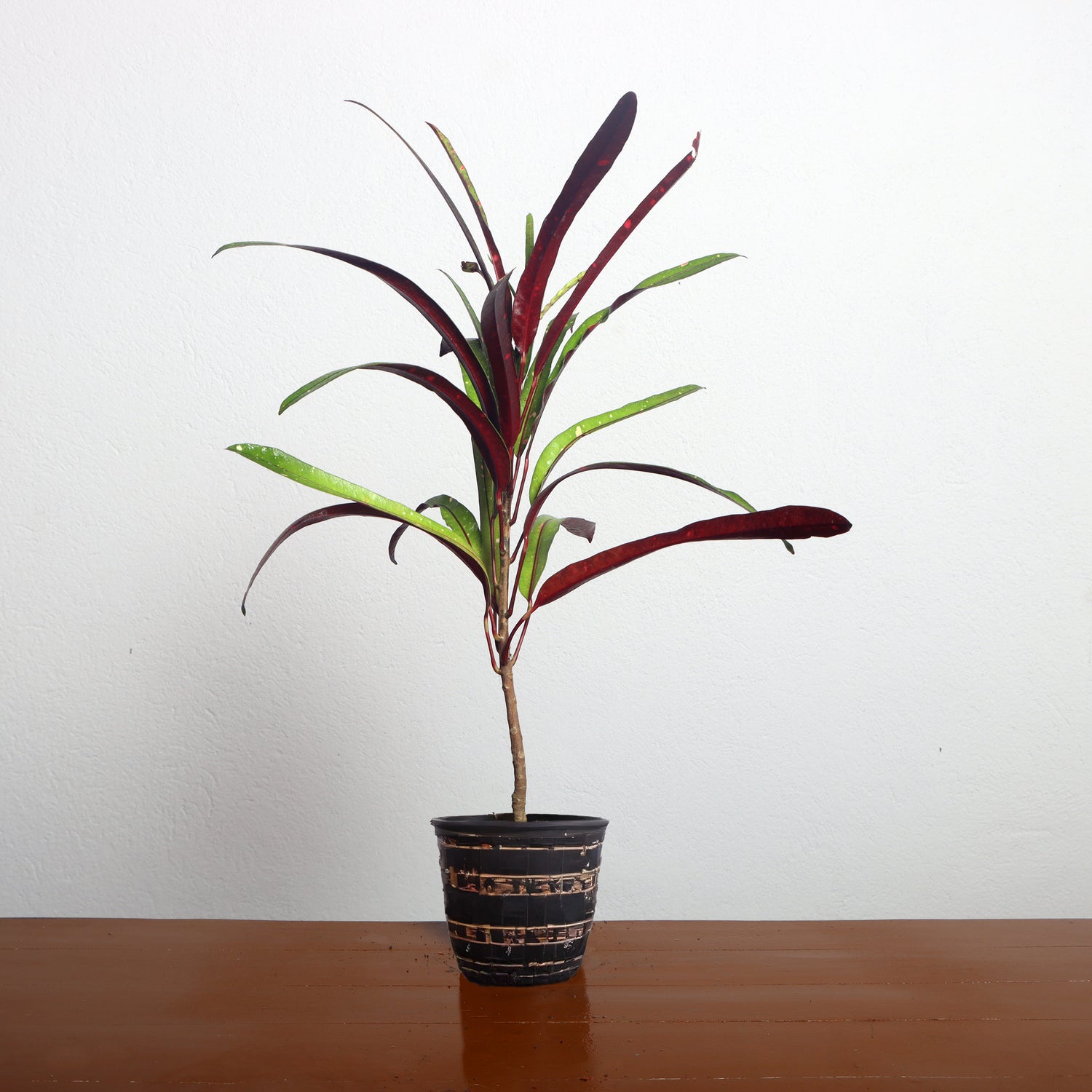 Dracaena Plant