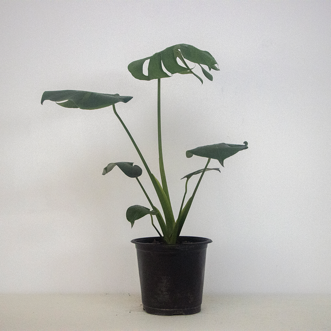 Monstera