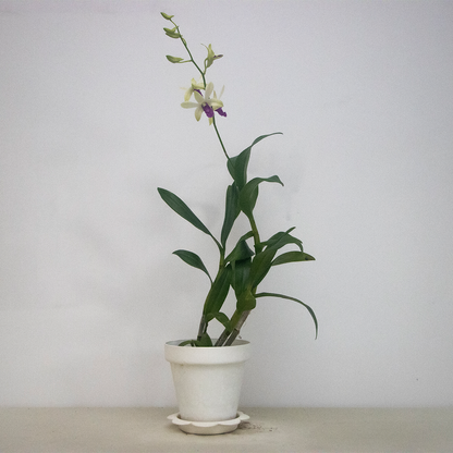 Dendrobium Orchid