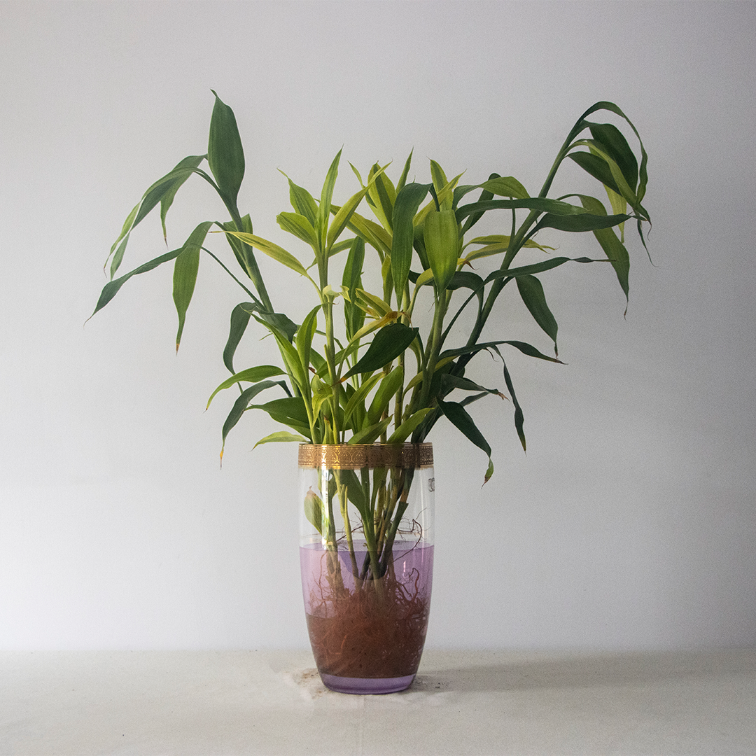 Lucky Bamboo