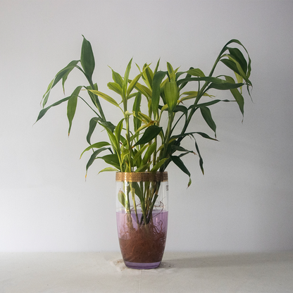 Lucky Bamboo