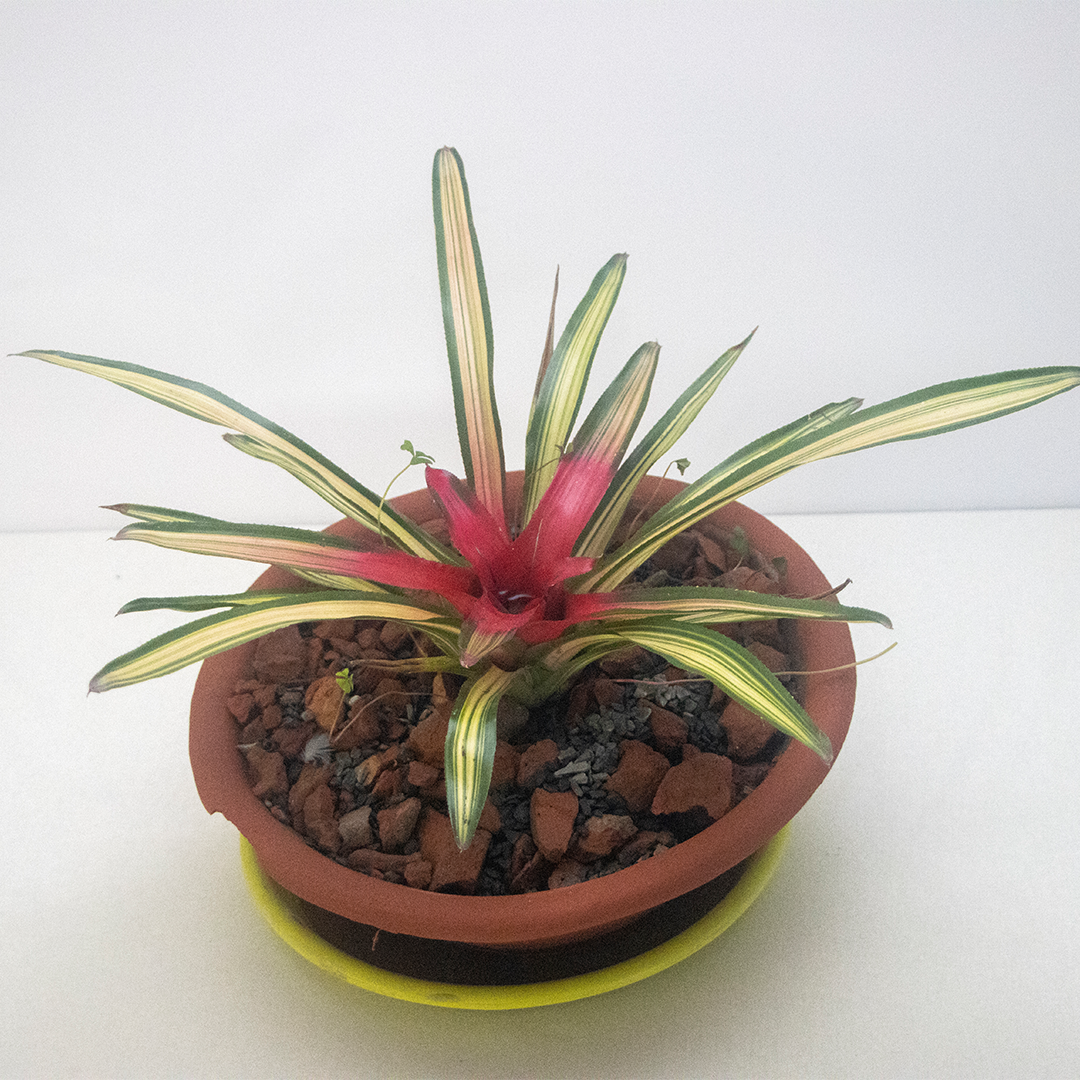 Staghorn fren