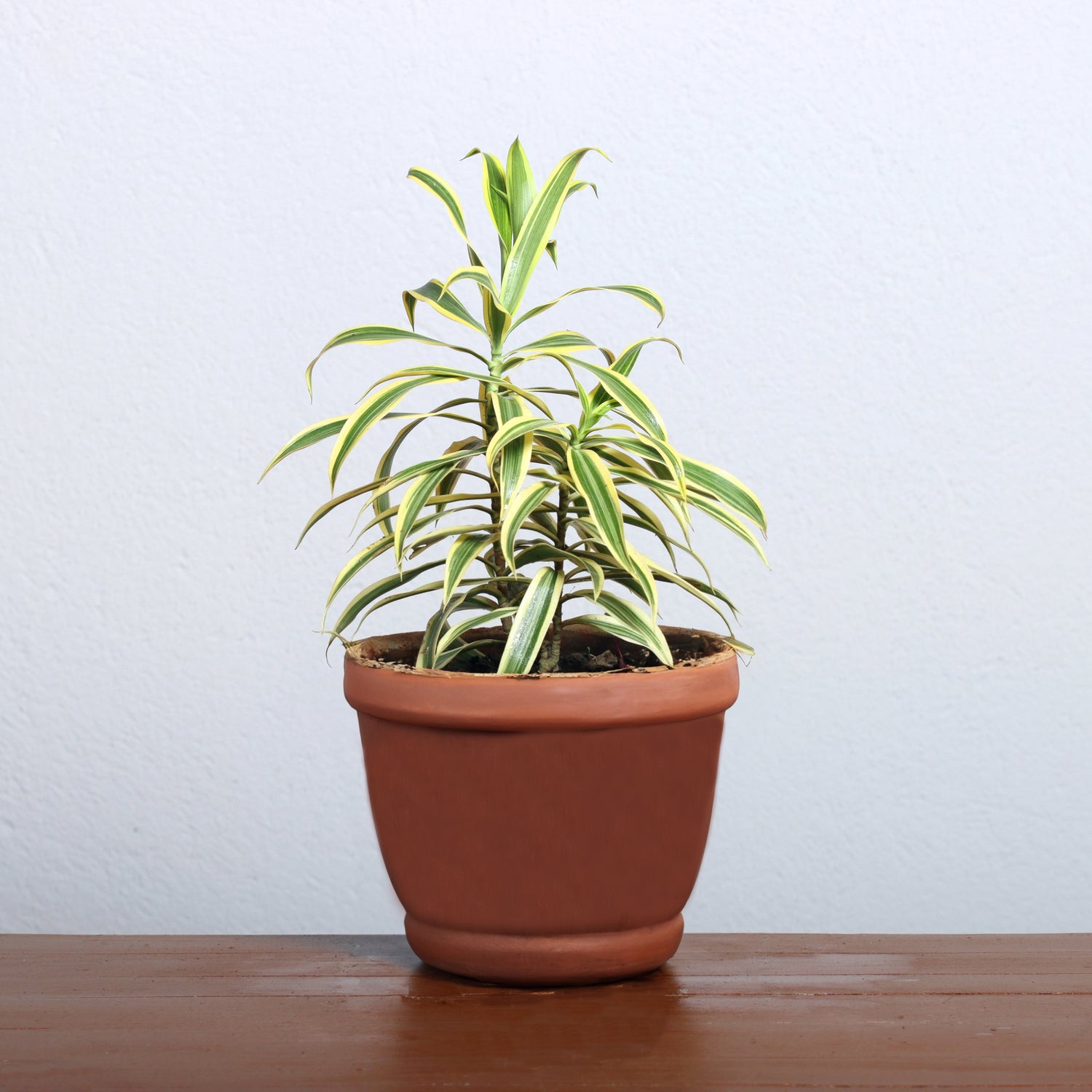Song of India Plant