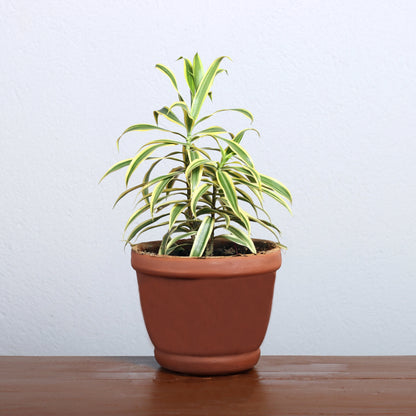 Song of India Plant
