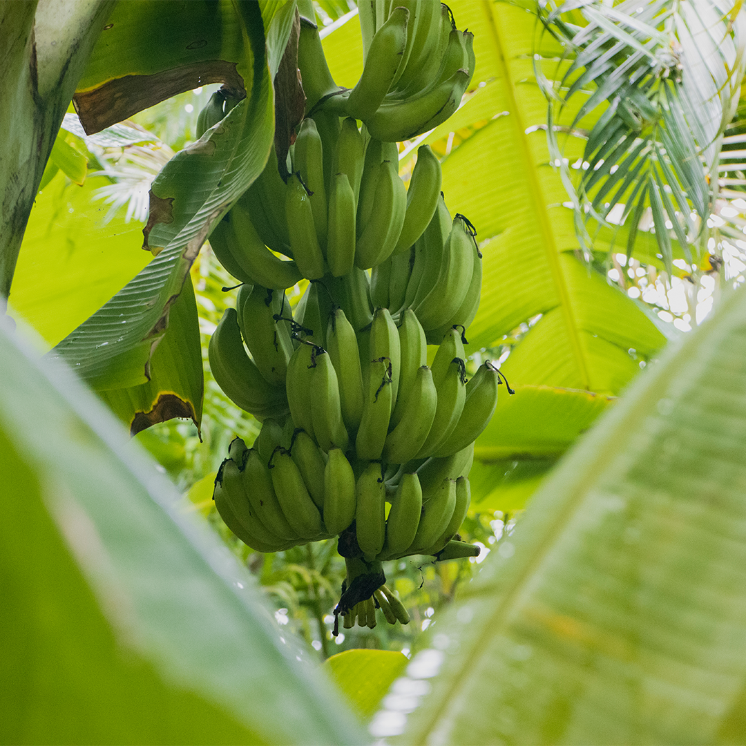 Raw Green Banana
