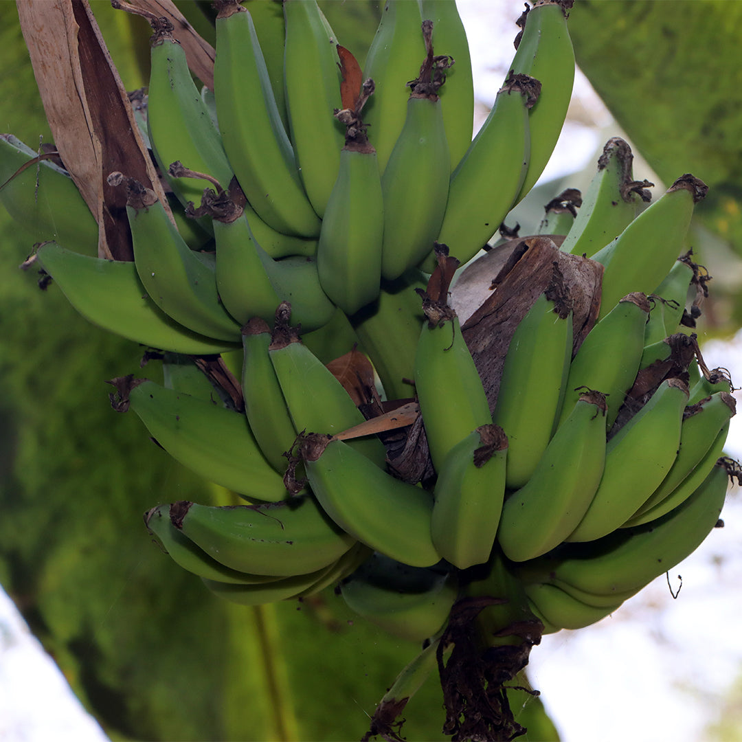 Raw Banana (6 pieces)