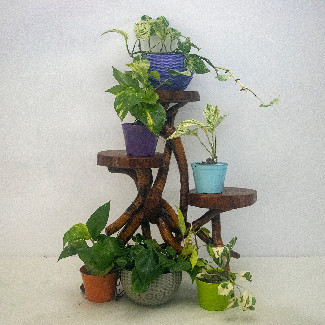 Money Plant