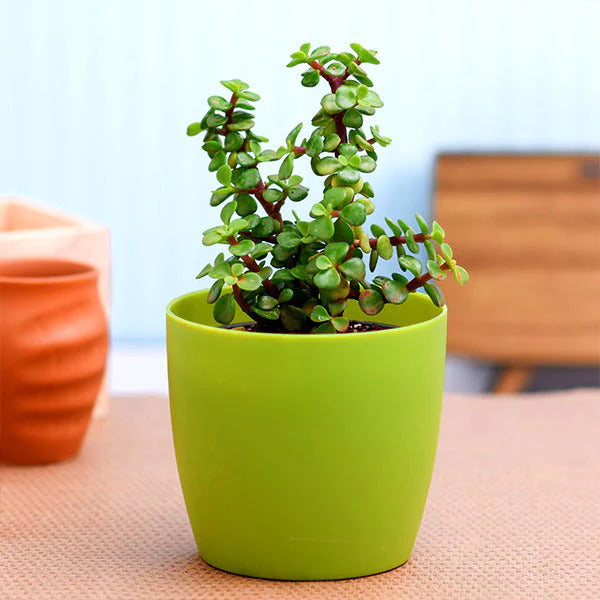 Jade plant (Green) - Succulent Plant