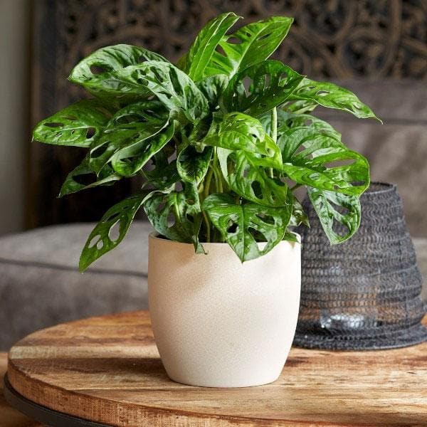 Monstera obliqua - Plant